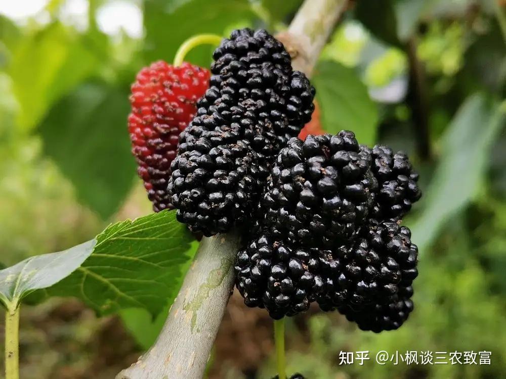 桑葚烘干机助力桑果绿色加工 - 知乎