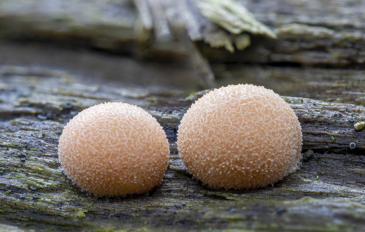 4. 顶模成本分析