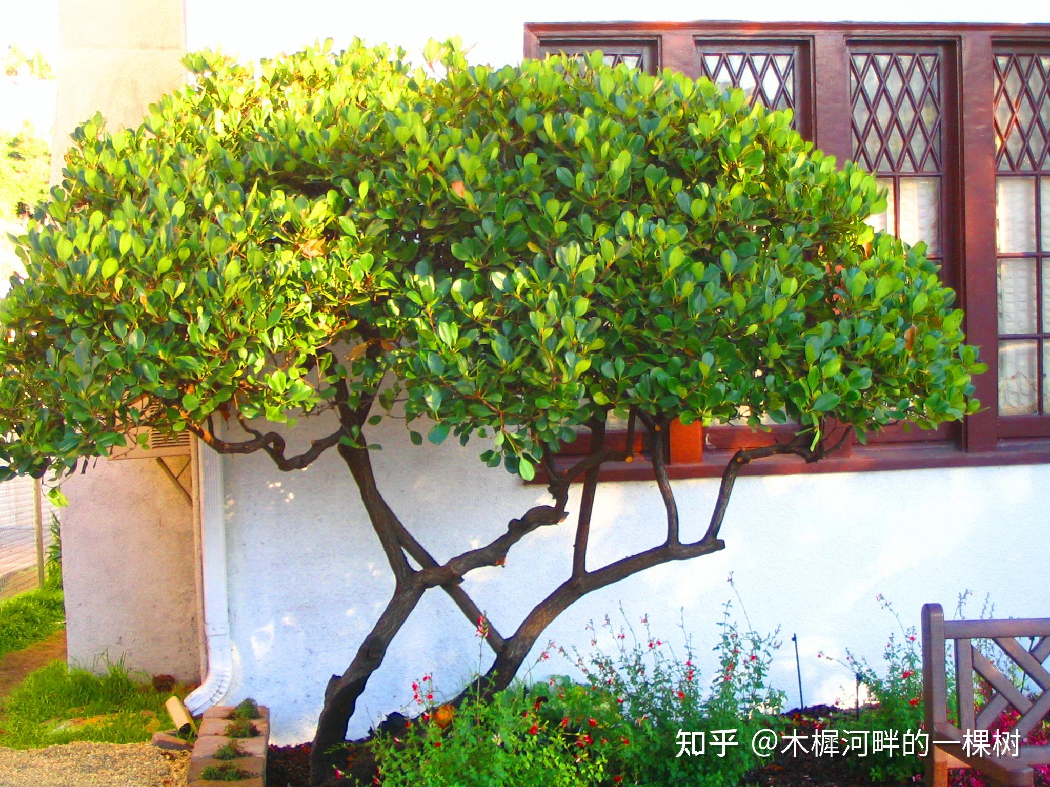 小庭院中种植树木有什么讲究