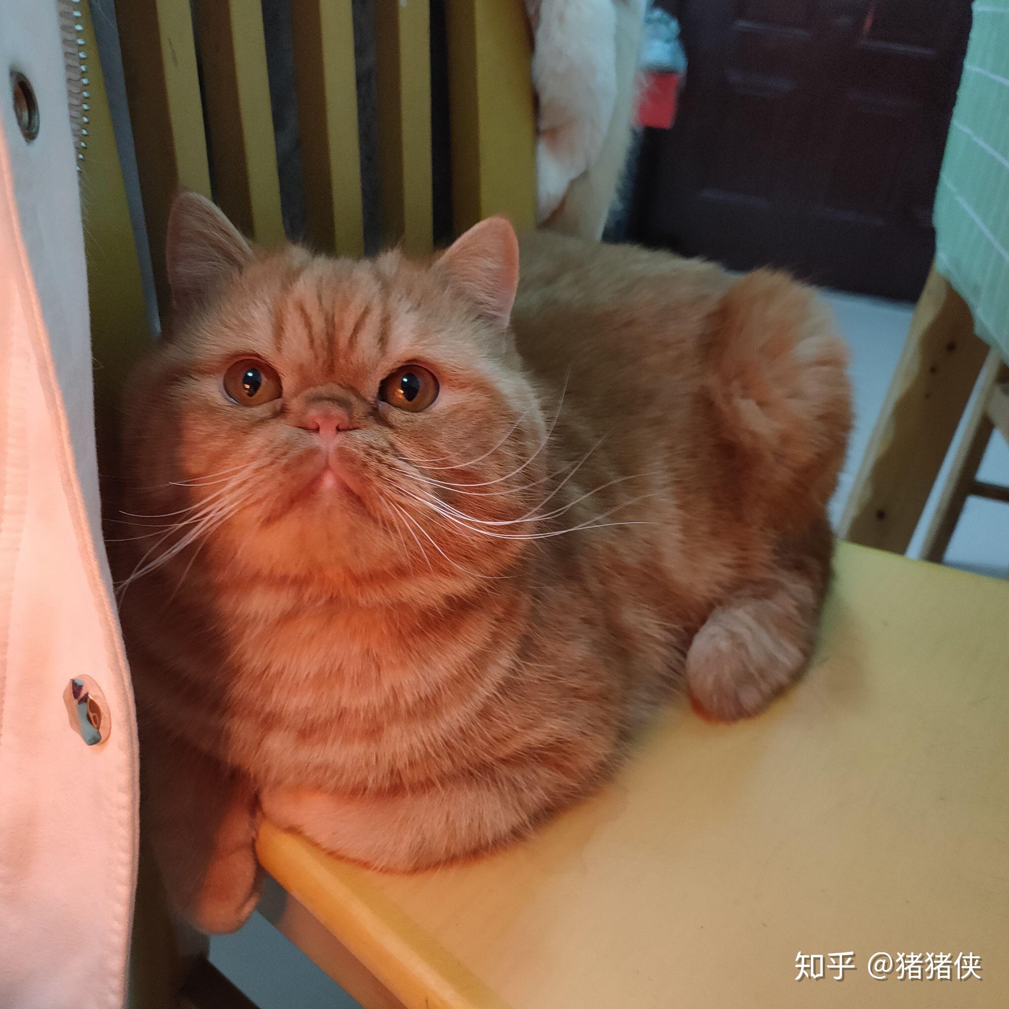 英短和加菲串的长大了会像哪样多点