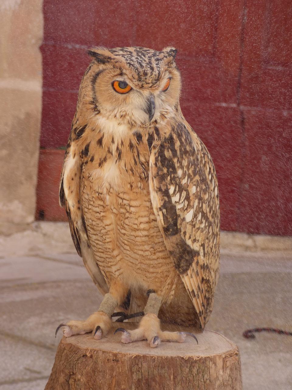 欧亚盛世城开盘时间