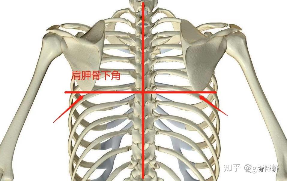 胸椎在哪里 位置图图片