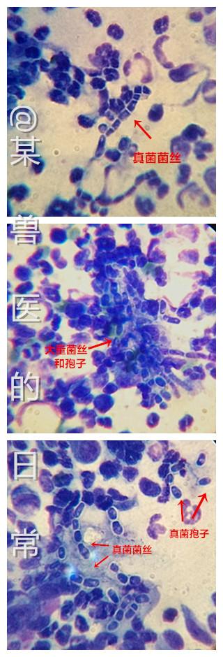 犬皮肤细菌感染显微镜图片