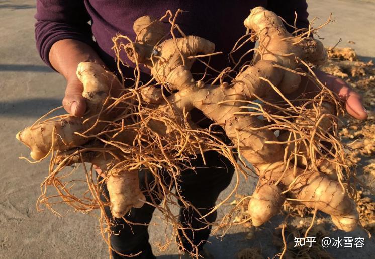 黄精年份怎么看 年份越高效果越好?