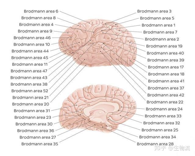 Brodmann大脑分区和尼式染色 - 知乎