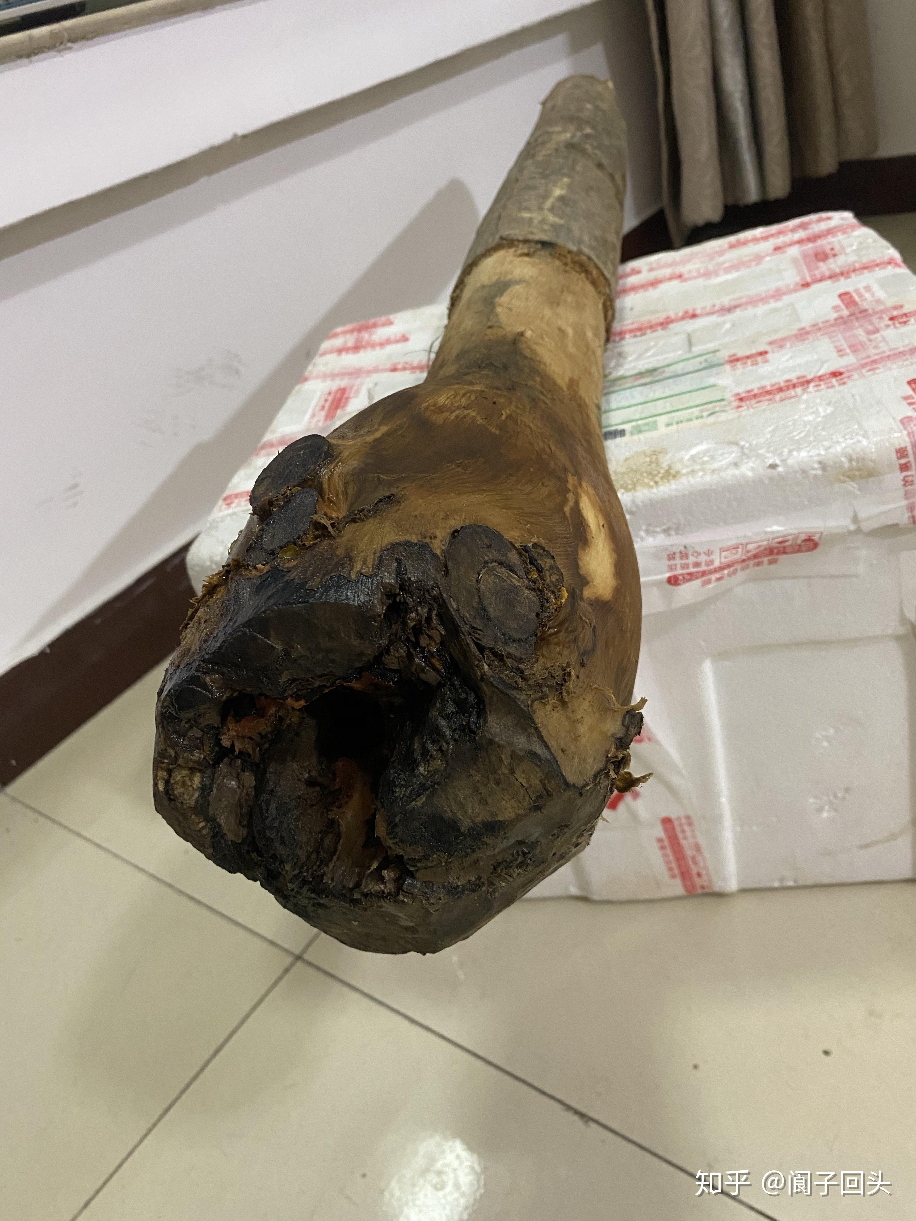 发财树根烂成这样 能救活吗? - 知乎