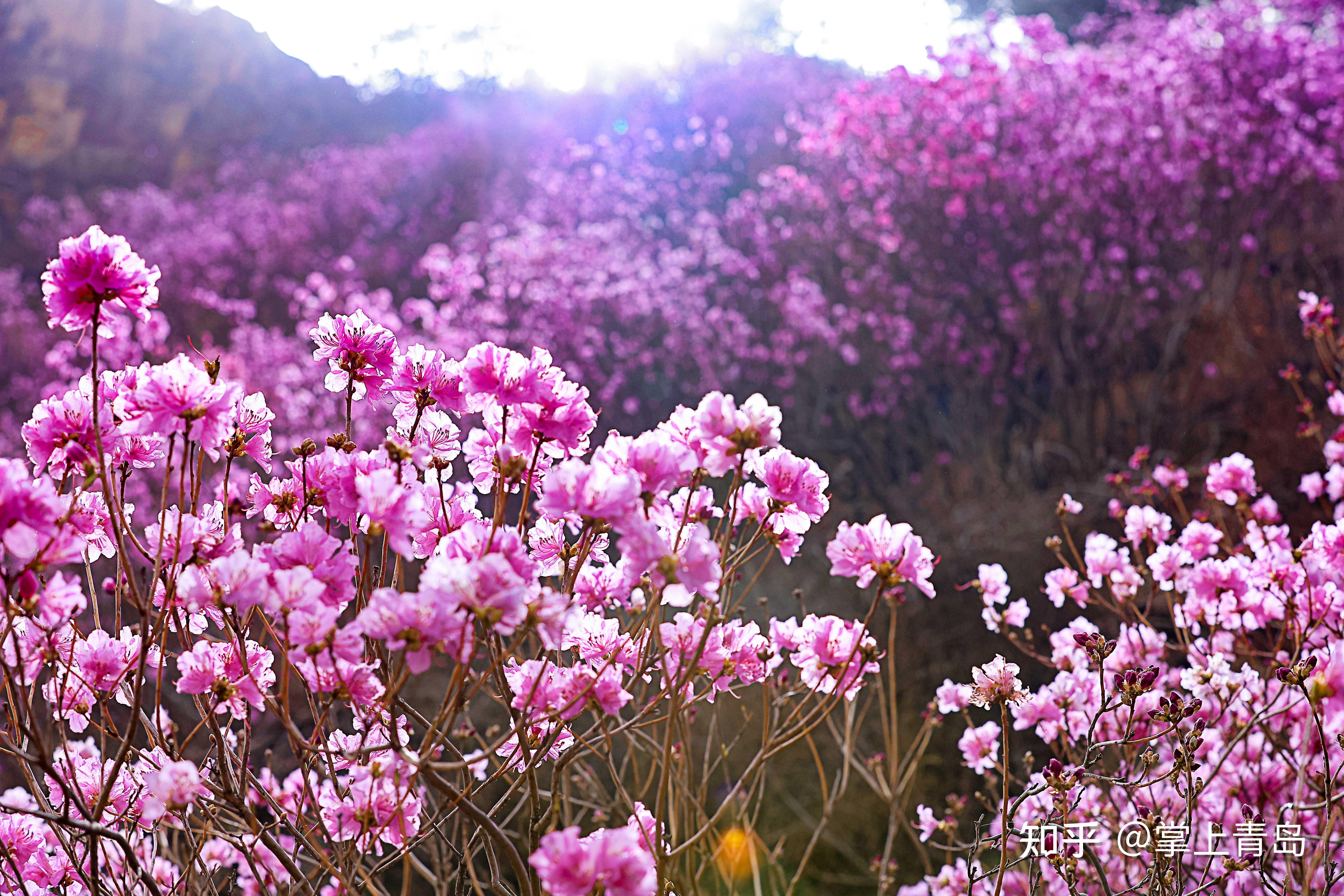 第十八届青岛大珠山杜鹃花会在青岛西海岸新区启幕 - 知乎