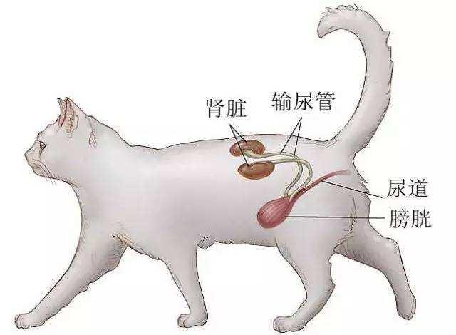 两个月住院3次工资都花光了猫猫尿闭真是无底洞