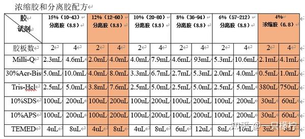 Western Blot 知乎