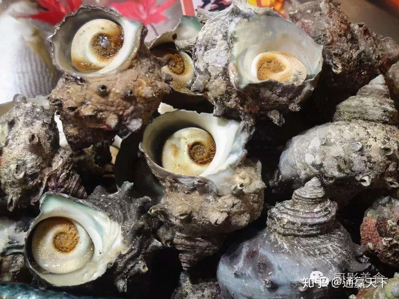 著名螺类食材大全，你吃过几种呢？ - 知乎