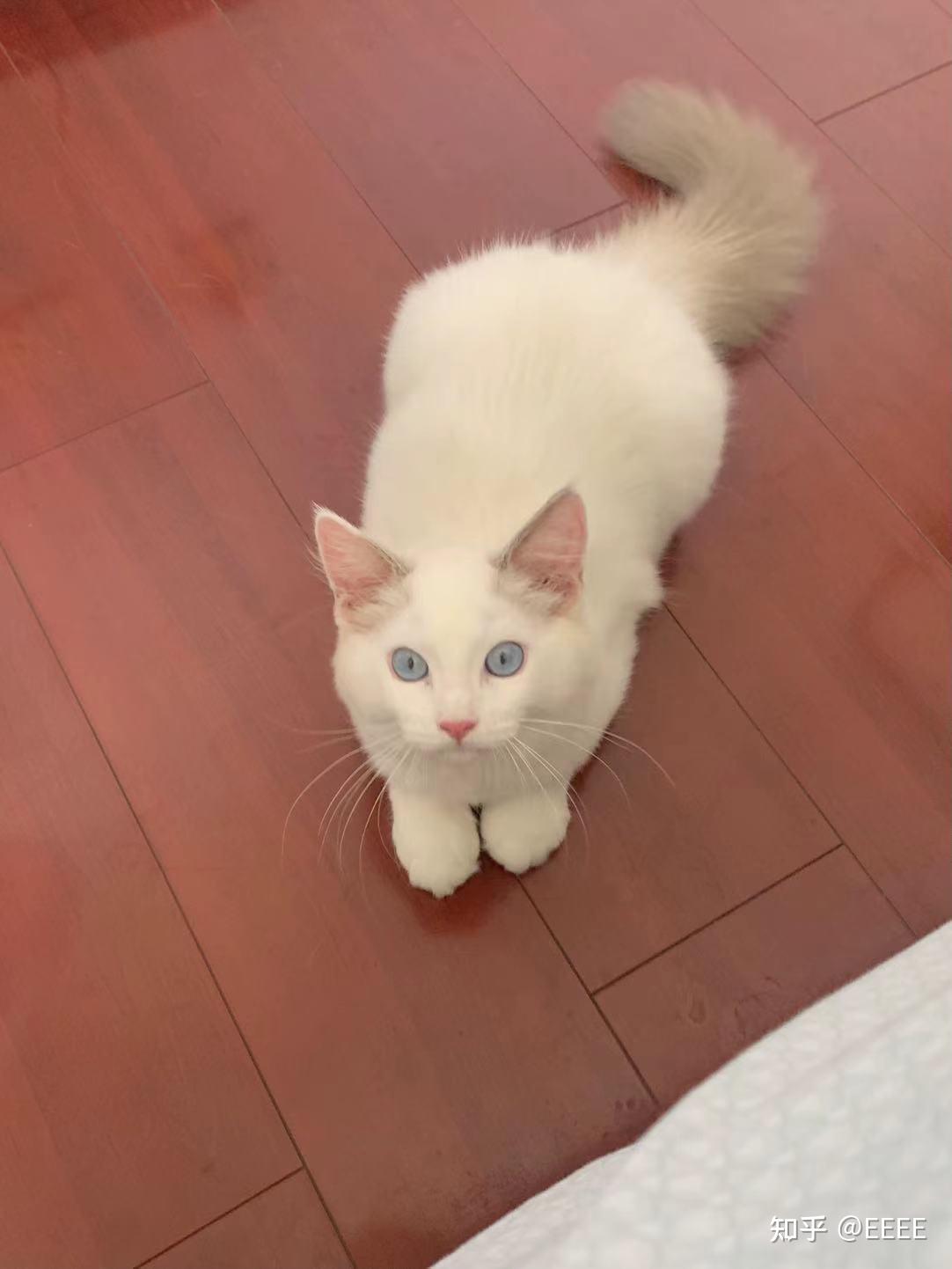 我家崽是狮子猫布偶猫配种的吗