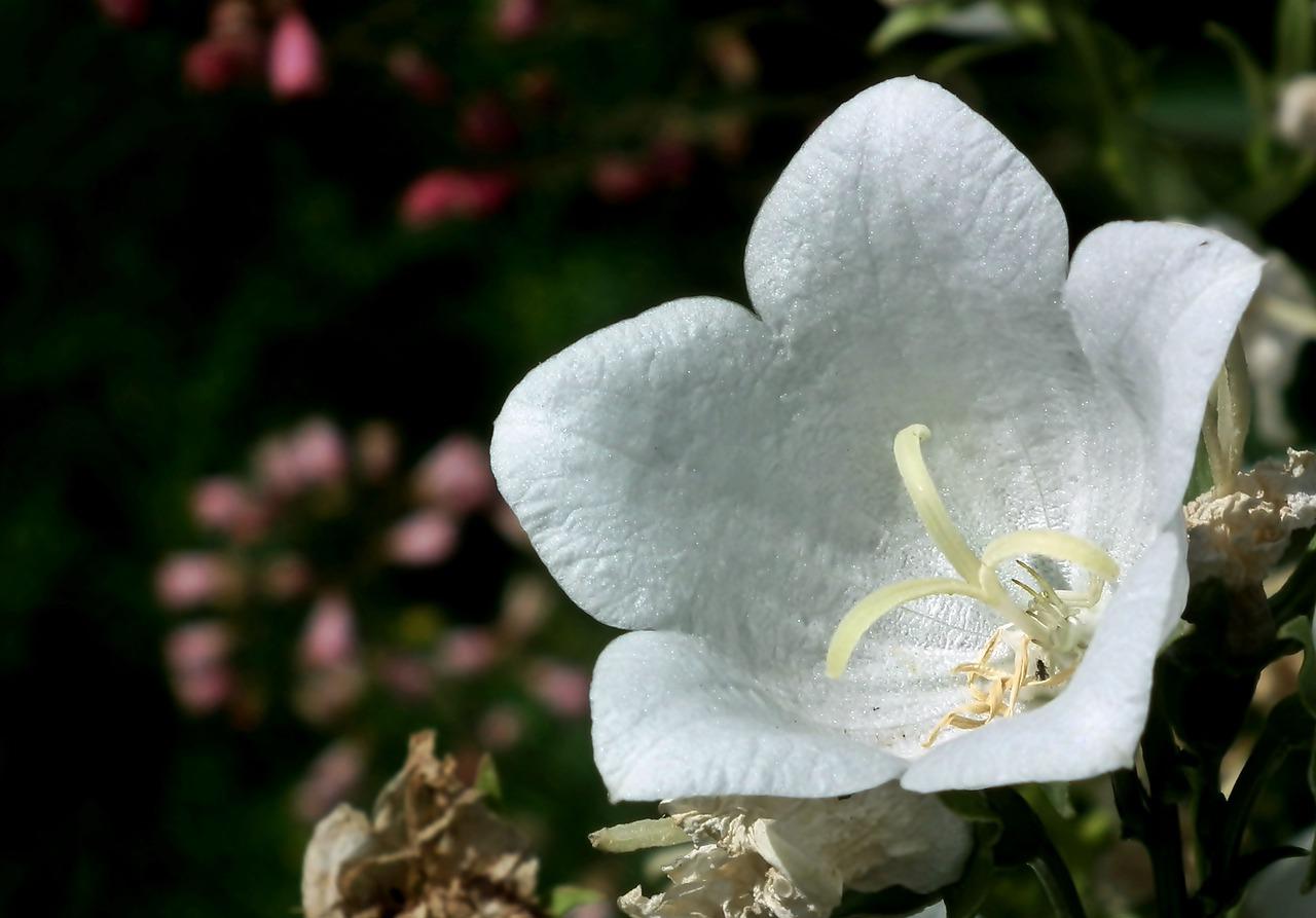 鲜切风铃花怎么养