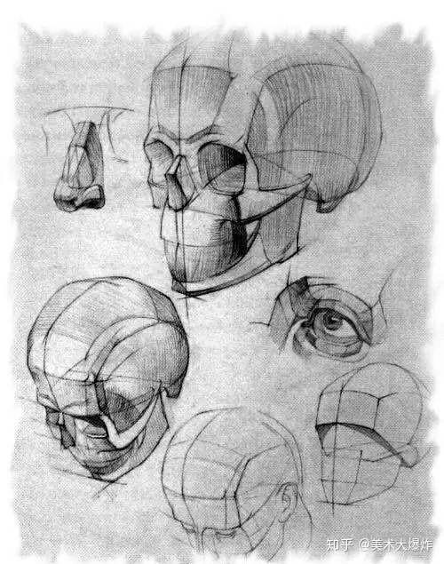 头骨素描结构超干货