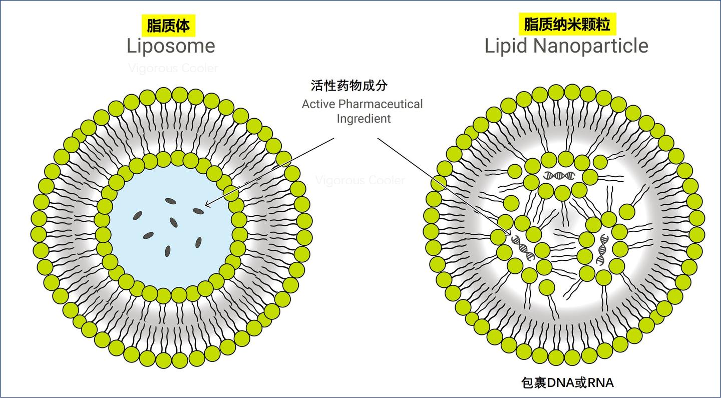 新闻里说港大的核酸疫苗是怎么回事 知乎