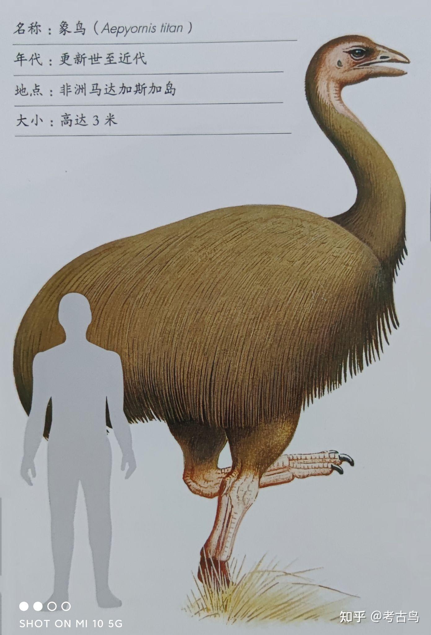 史前最大的鸟类