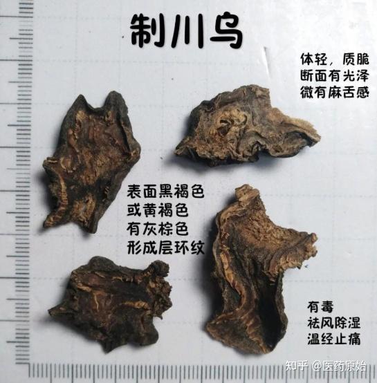 带你识别川乌 - 知乎