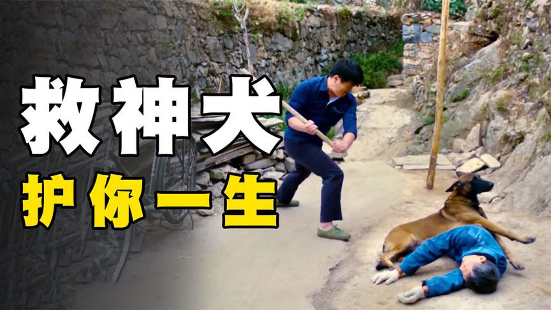 神犬落难被退伍老兵救下多次帮家人渡过劫难一部国产老电影