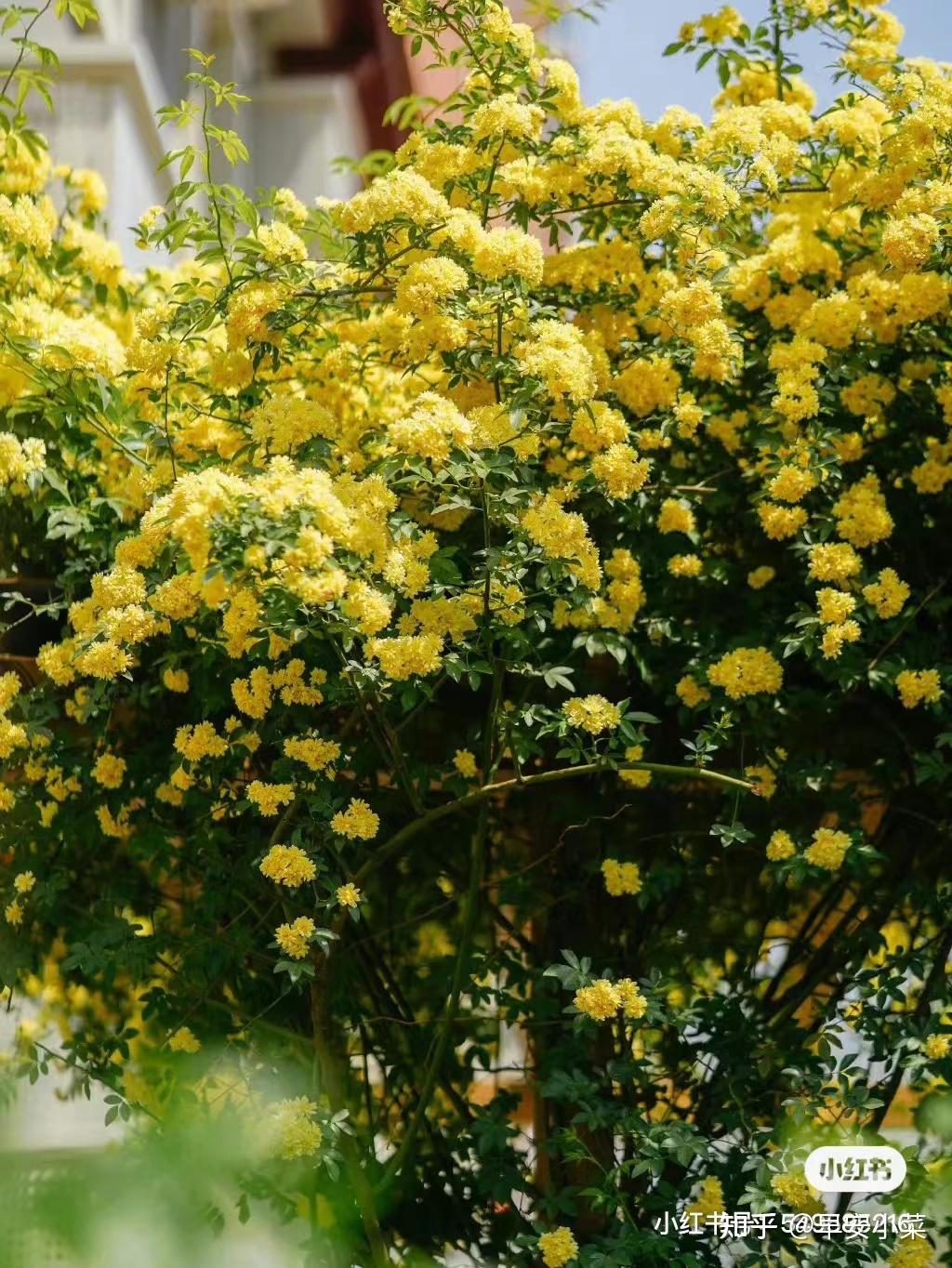 家里有阳台就种木香花，花开香气满满，好看又好闻 - 知乎