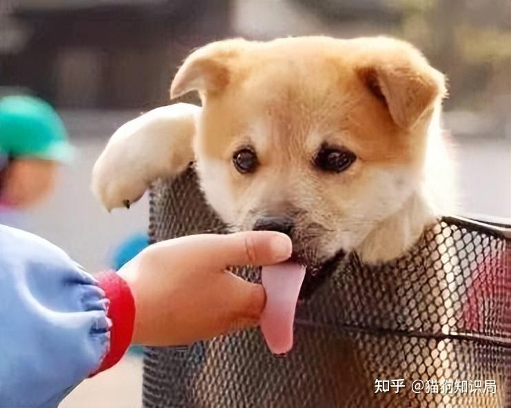 柴犬"舔人"很脏?其实它舔你,是想告诉你这些事情