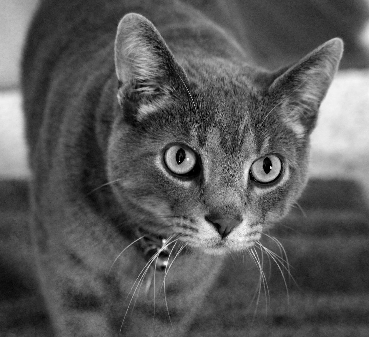 1. 游戏鼠标品牌