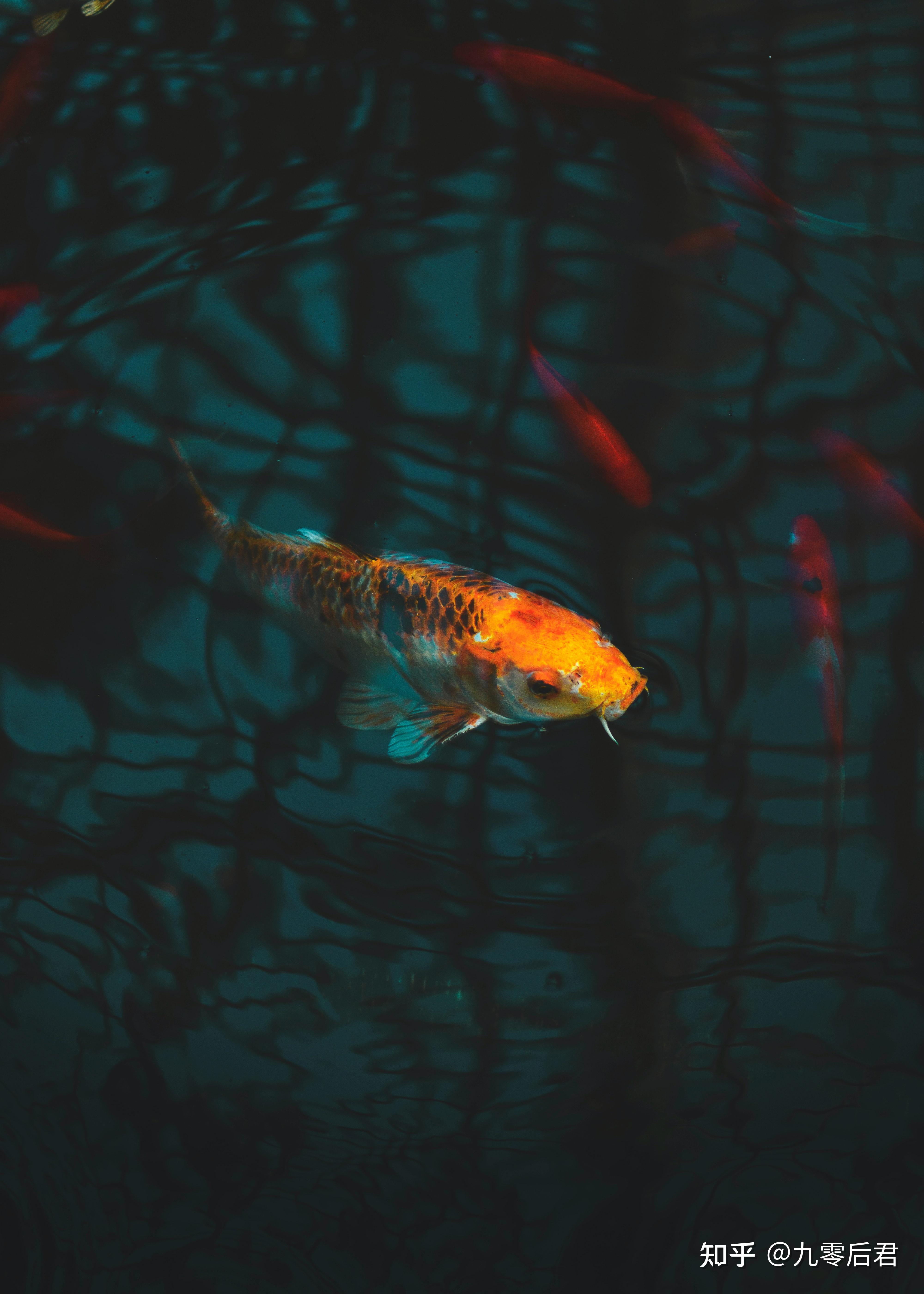 新手养鱼的正确打开方式二