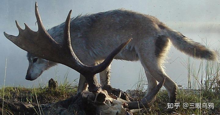 如果将 20 只狼和 500 只鹿放进同一孤岛，最后谁能活下来？