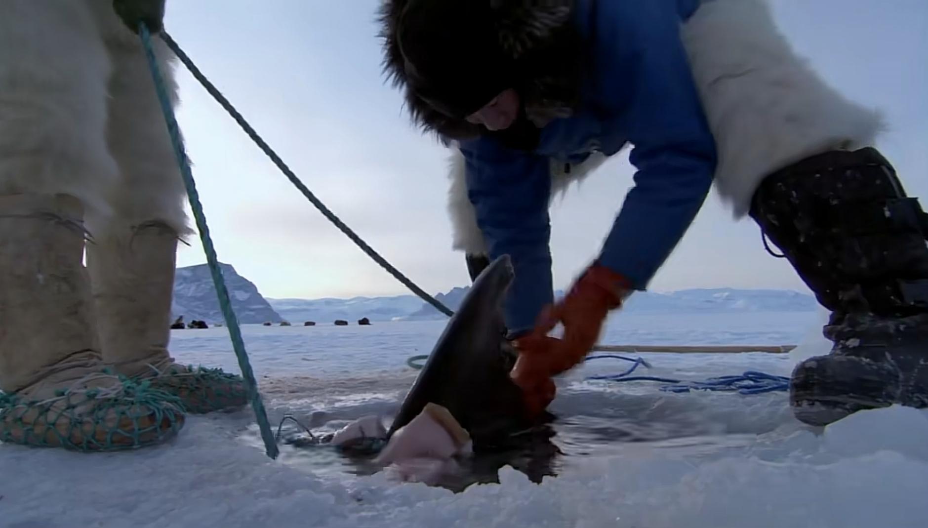 腌海雀什么味道(腌海雀什么味道好)腌海雀到底有多臭  第24张