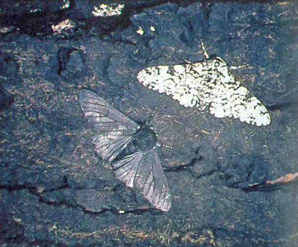 小小"变色专家"——桦尺蠖