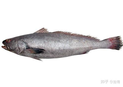 鱼胶寻常谈导购篇2双背胶土鳘本港赤嘴