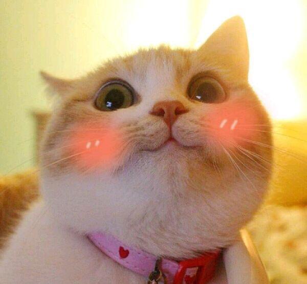 与此同时,小太子发现,人们总会对胖嘟嘟,肉乎乎的喵星人冒出星星眼