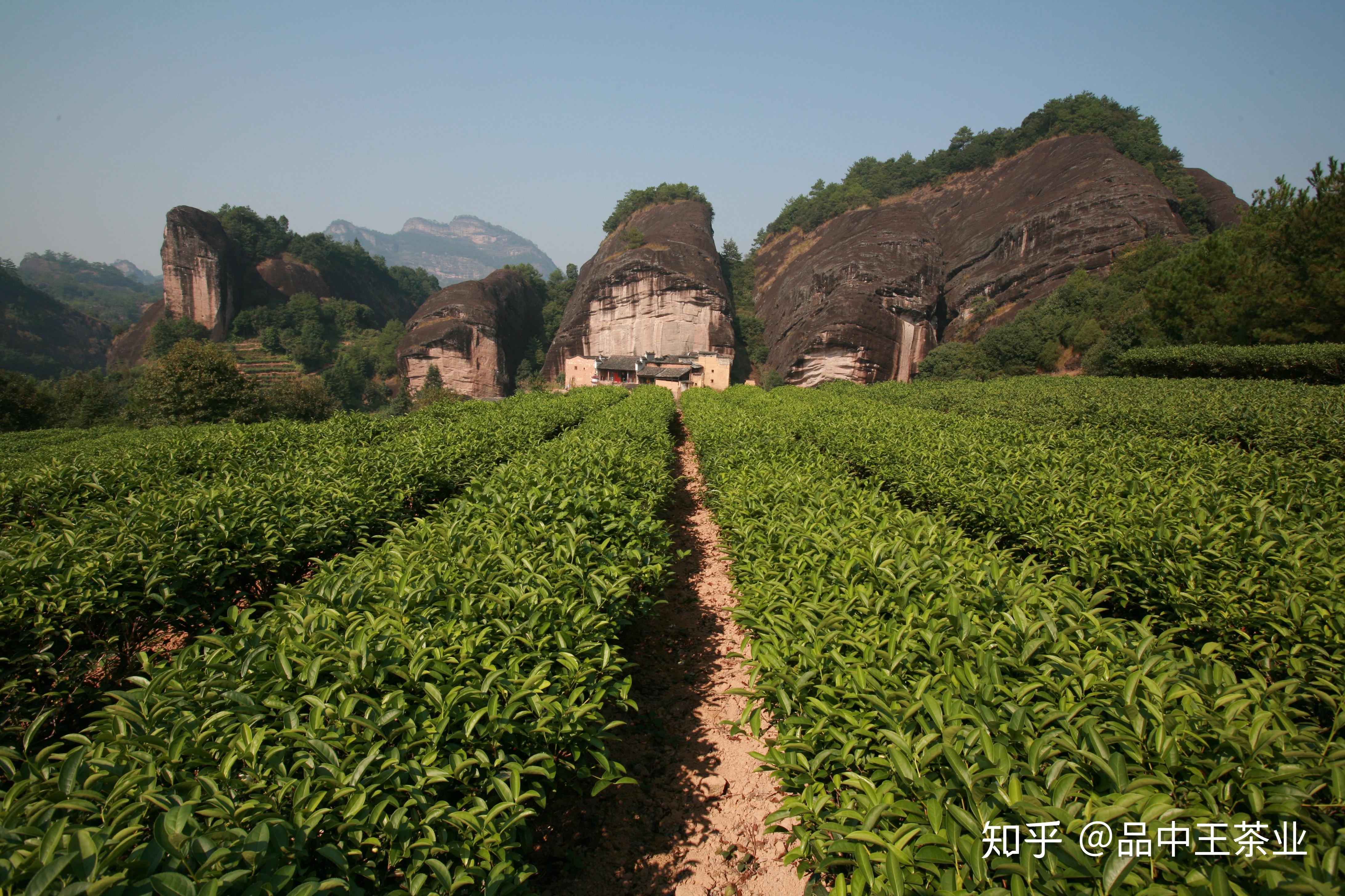 武夷巖茶是主要產地