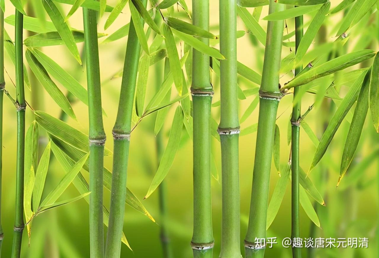老话说竹子开花马上搬家竹子开花不搬家会成祸害么
