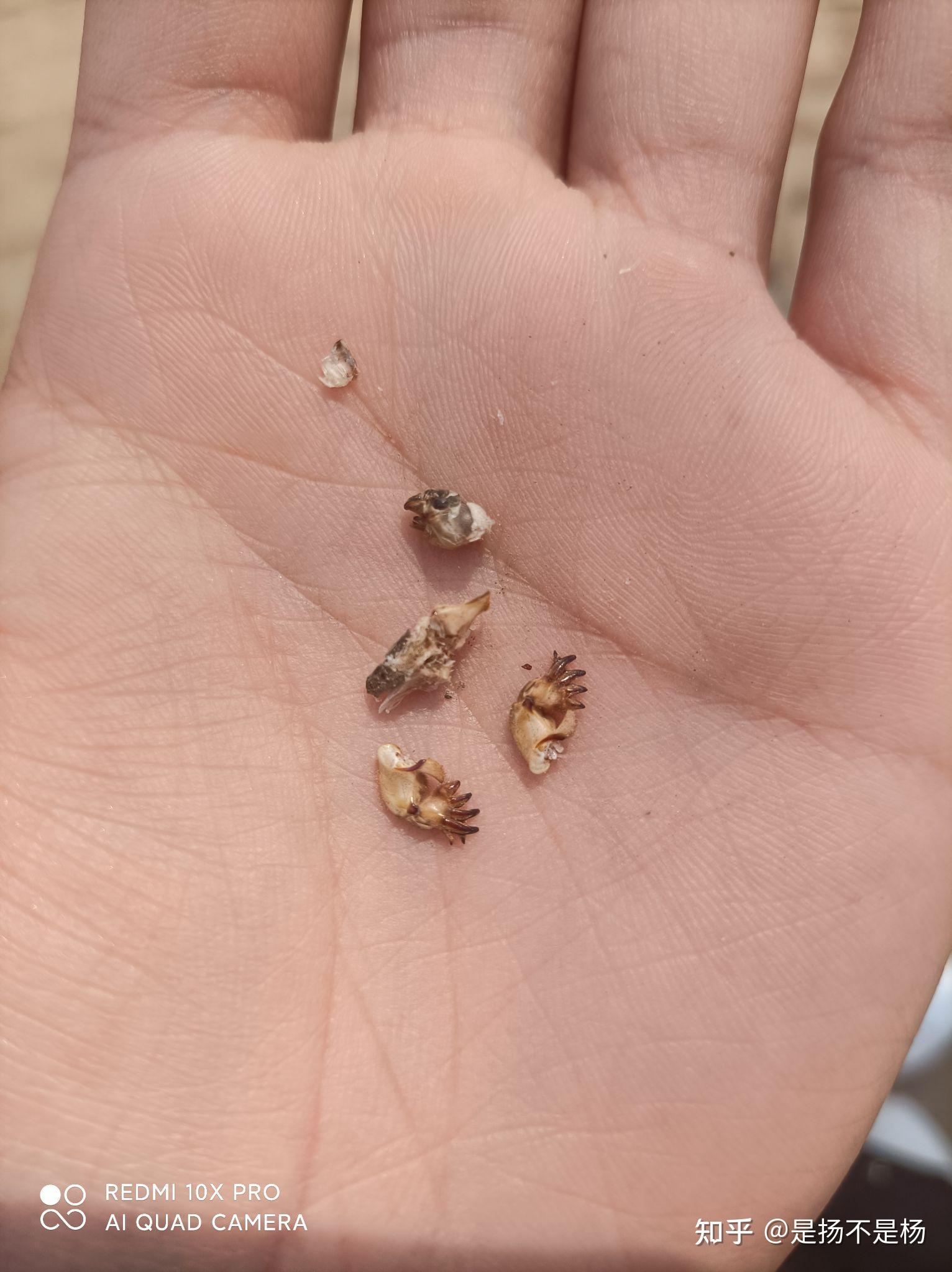 这是一种昆虫不小心给弄碎了有没有昆虫大师说一下这是什么东西现在