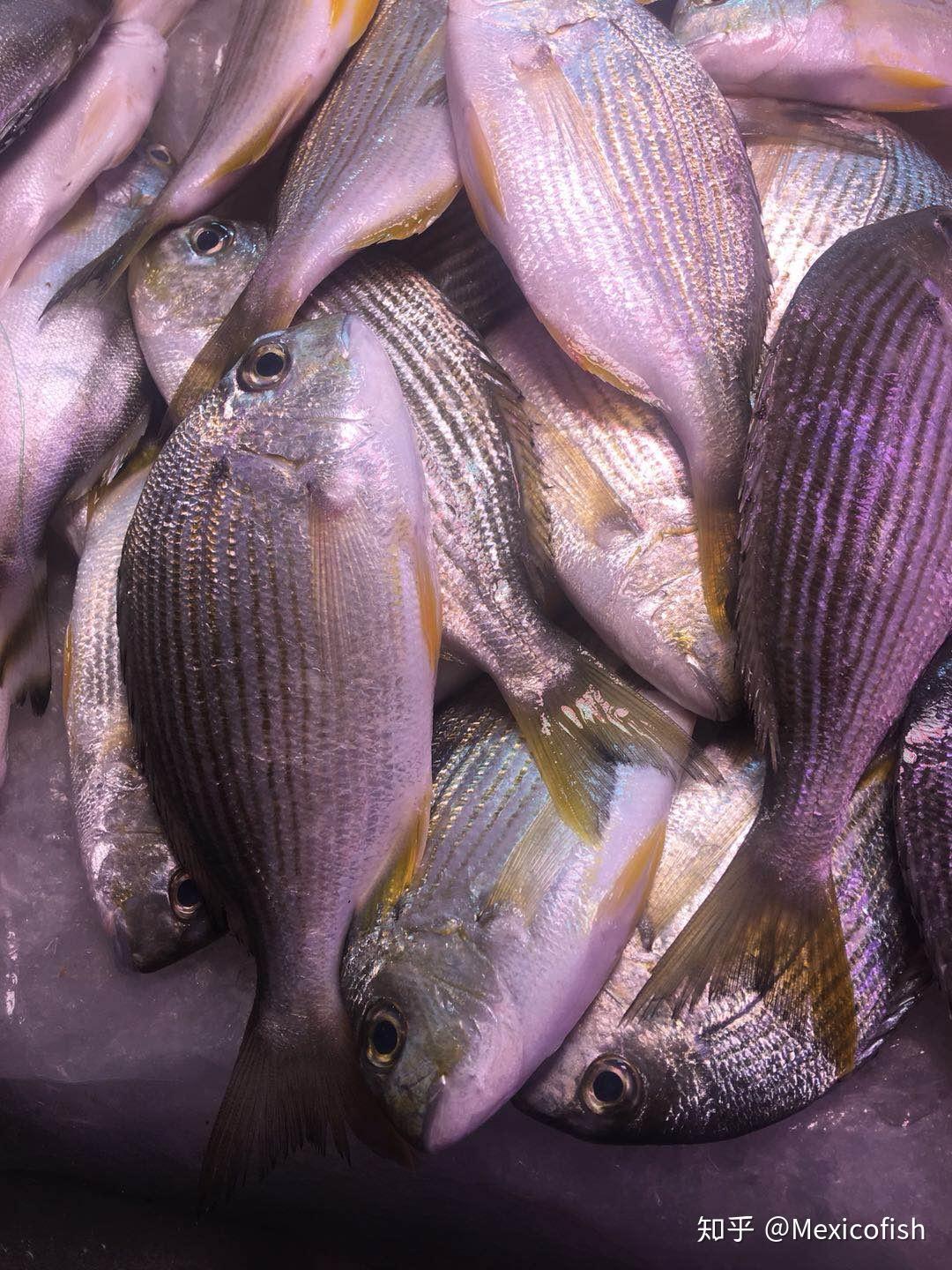 黄立鱼的肉细嫩,只是家里那位不懂欣赏,算了狗肚看起来也不错鸡蛋