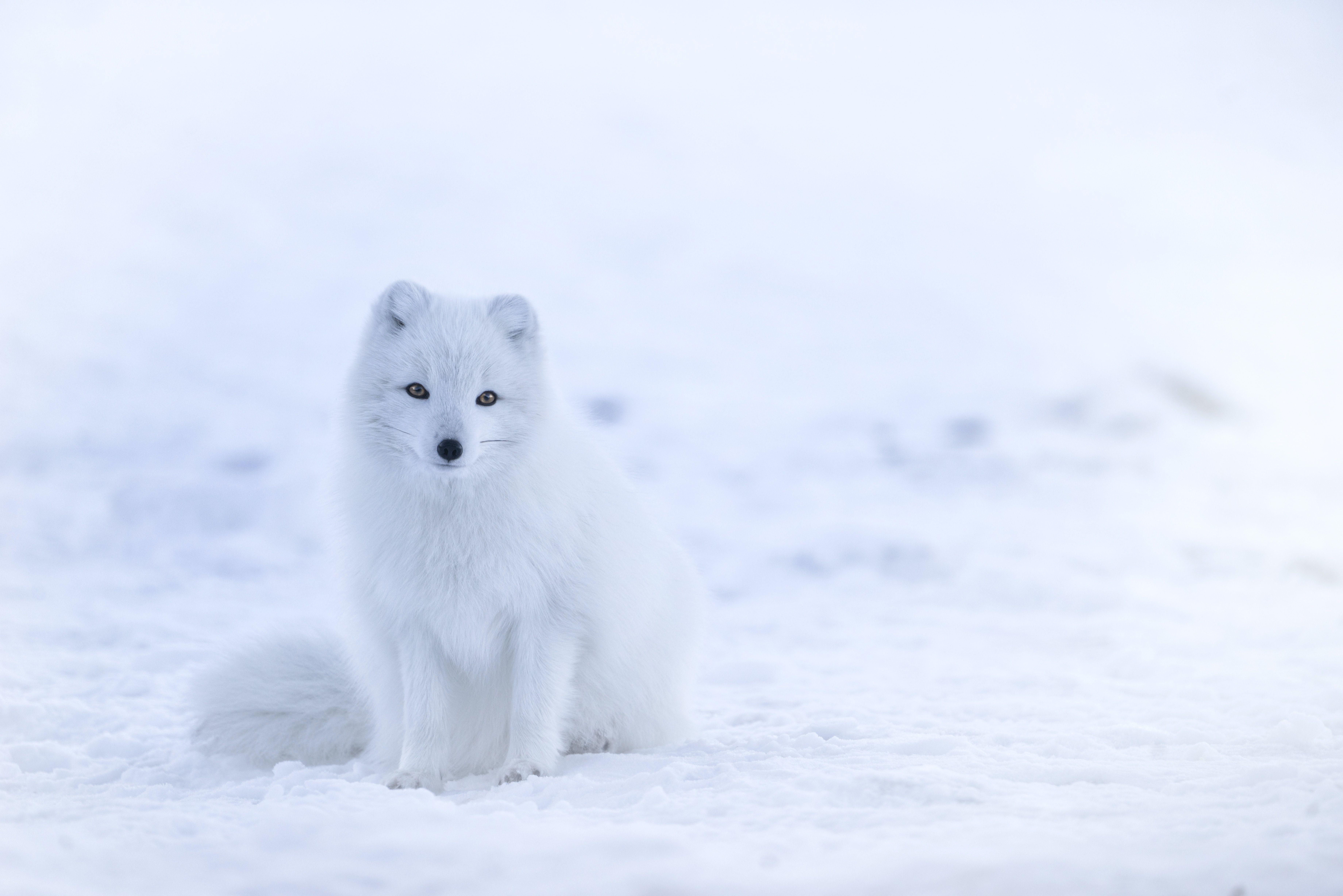 冰雪图片高清图片