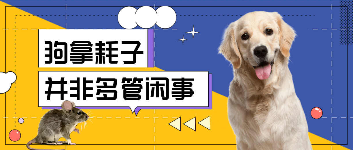狗拿耗子并非多管闲事 知乎 狗拿耗子并非多管闲事 知乎