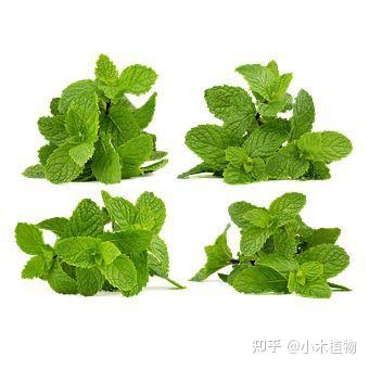 常见香草植物种类介绍 - 知乎