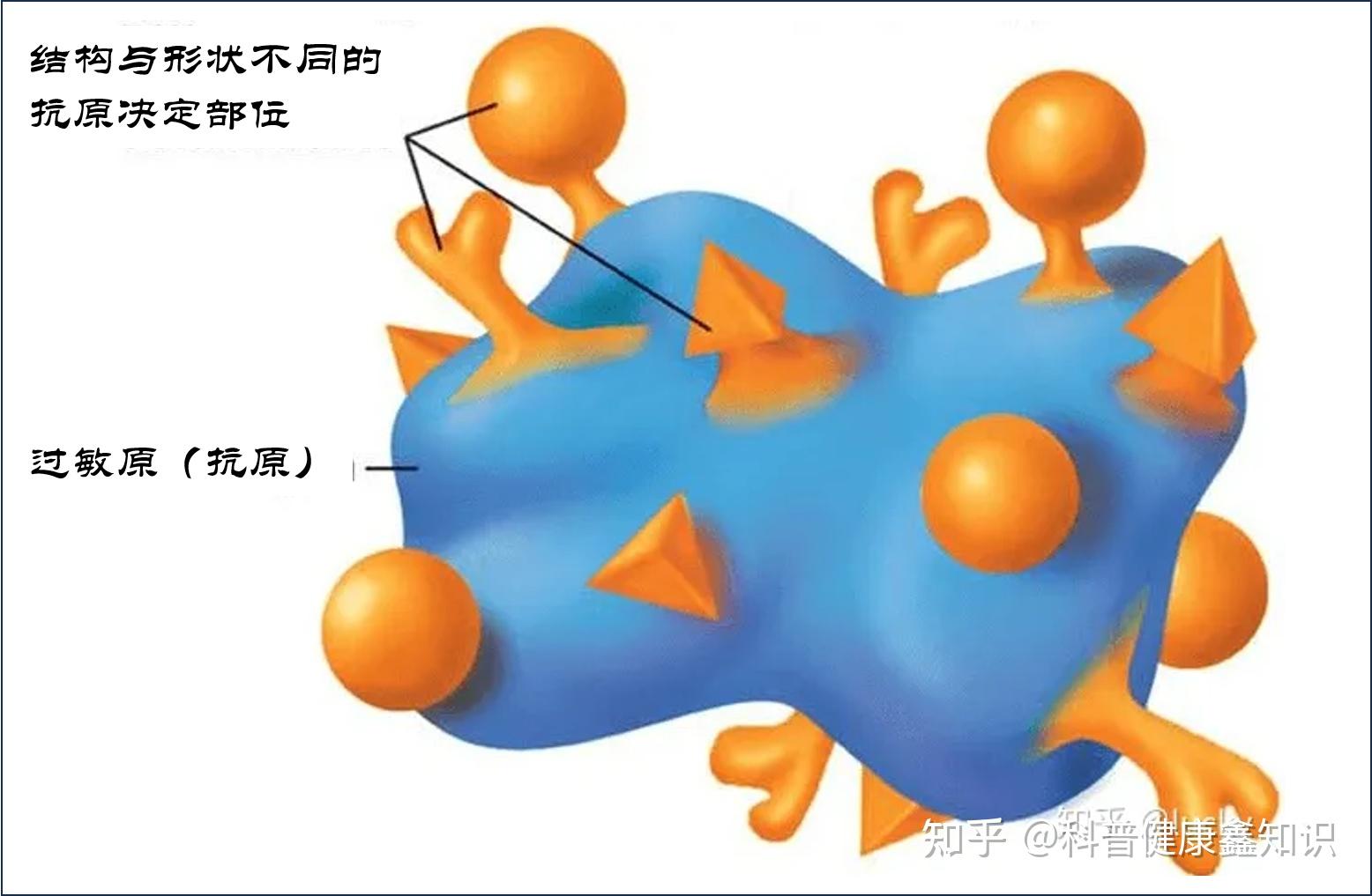为什么某些蛋白特别容易是过敏原? - 知乎