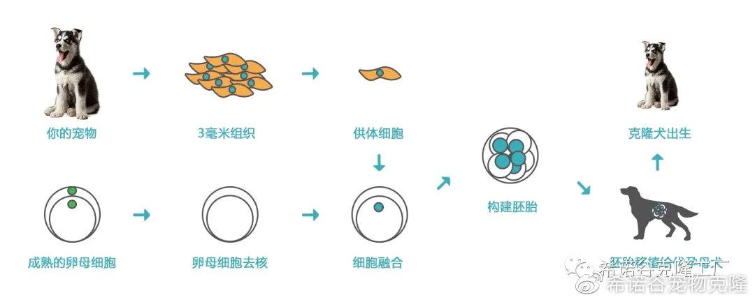 最为成功和广为人知的克隆技术是体细胞核移植技术,即从克隆物种的