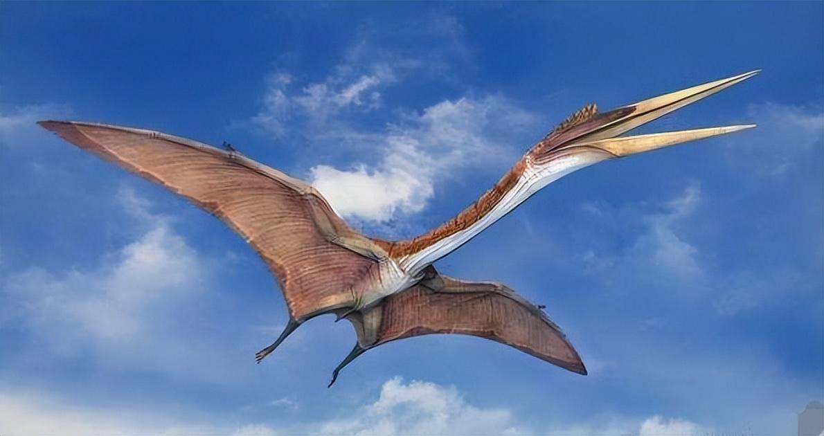 风神翼龙长了一个长长的尖嘴,长度可达两米左右,如同一把长长的剑刃