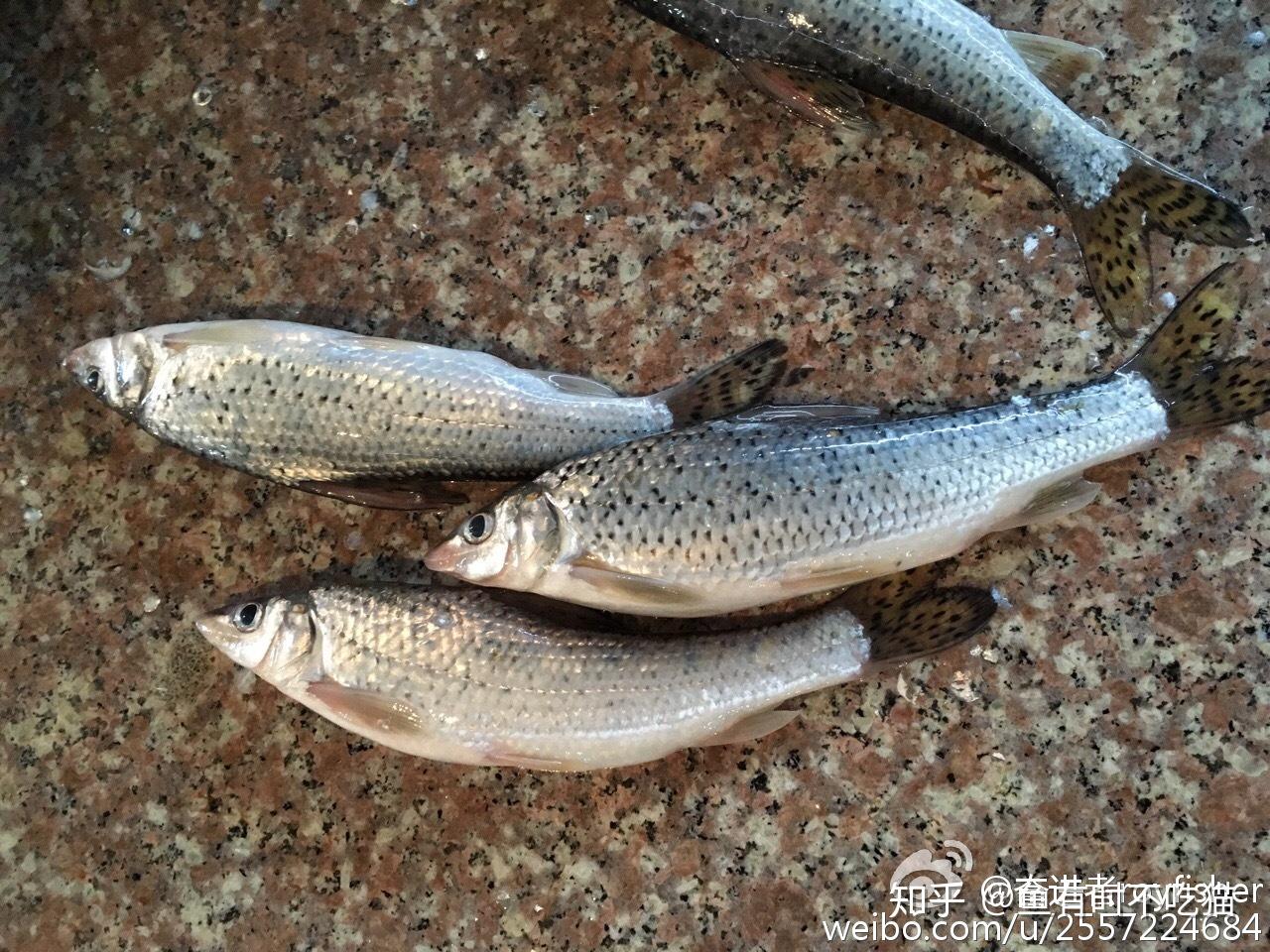 中国原生鱼：北京鱼类图鉴 - 知乎