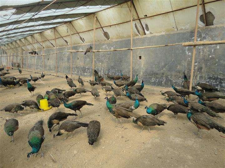 湖南雀之靈孔雀養殖之幼鳥的飼養管理