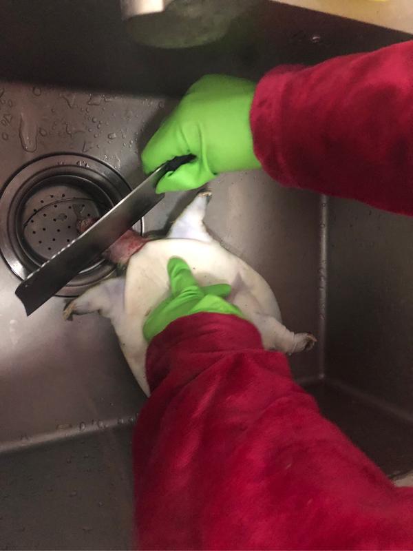 首次尝试做甲鱼我这么可爱的女孩子怎么可以杀甲鱼