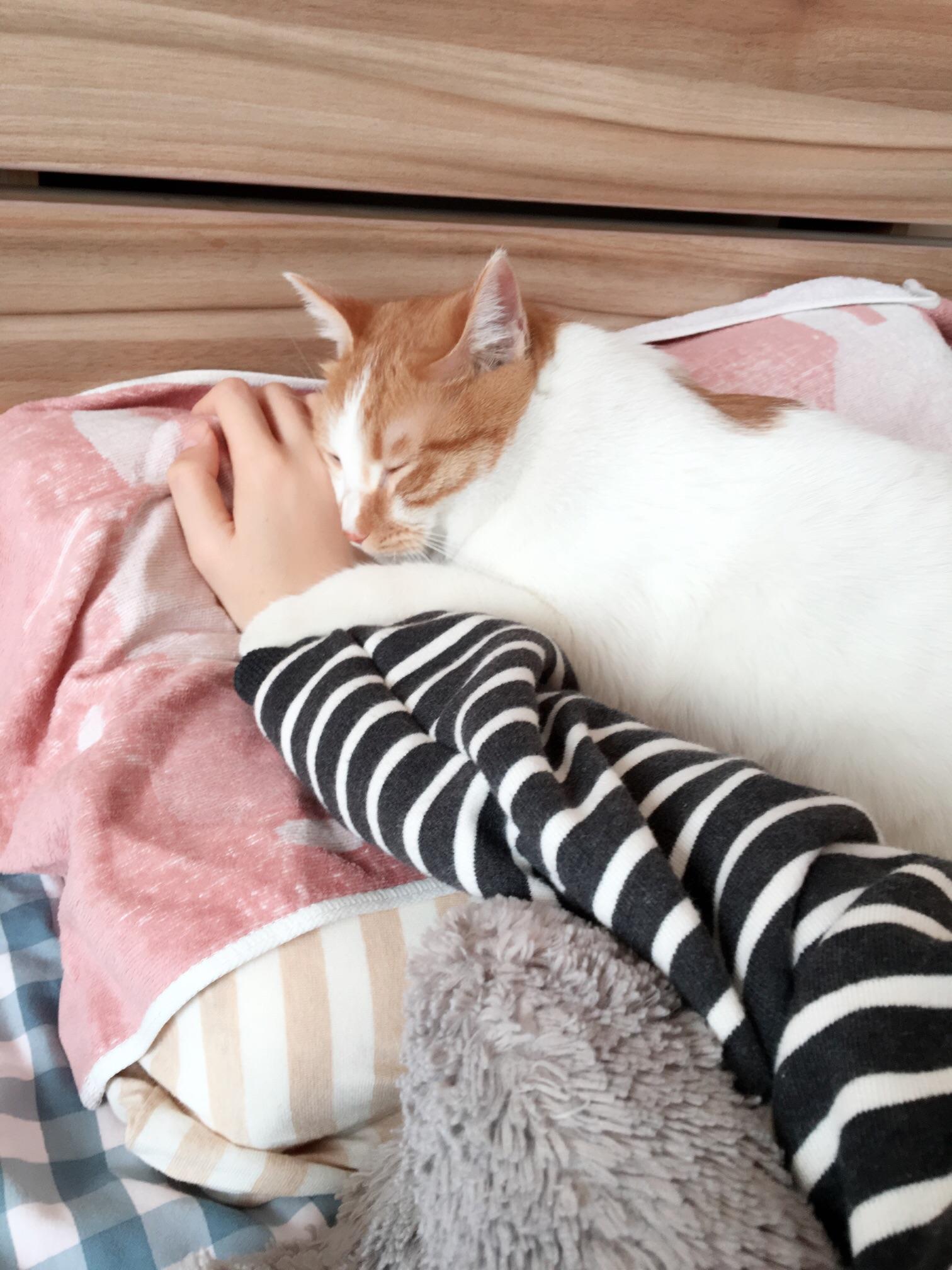 收养一只流浪狗(宠物)是什么体验? - Muse 的回