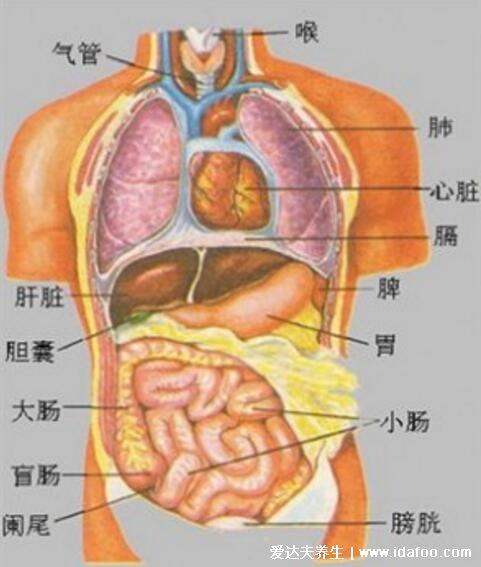 人体器官分五脏六腑器官分布图清晰大图看各个内脏的位置分布