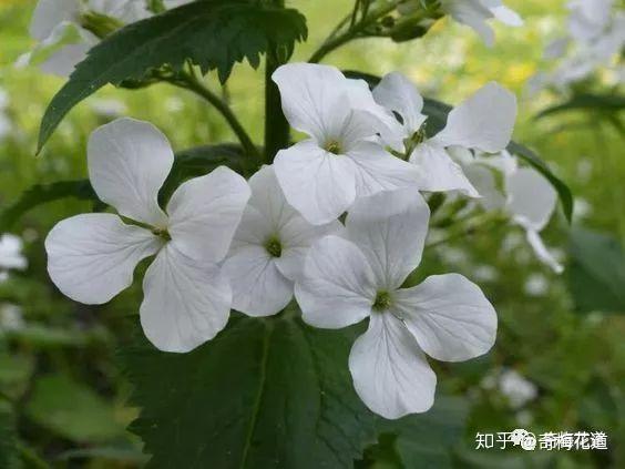 时下最受宠爱的花材银扇草