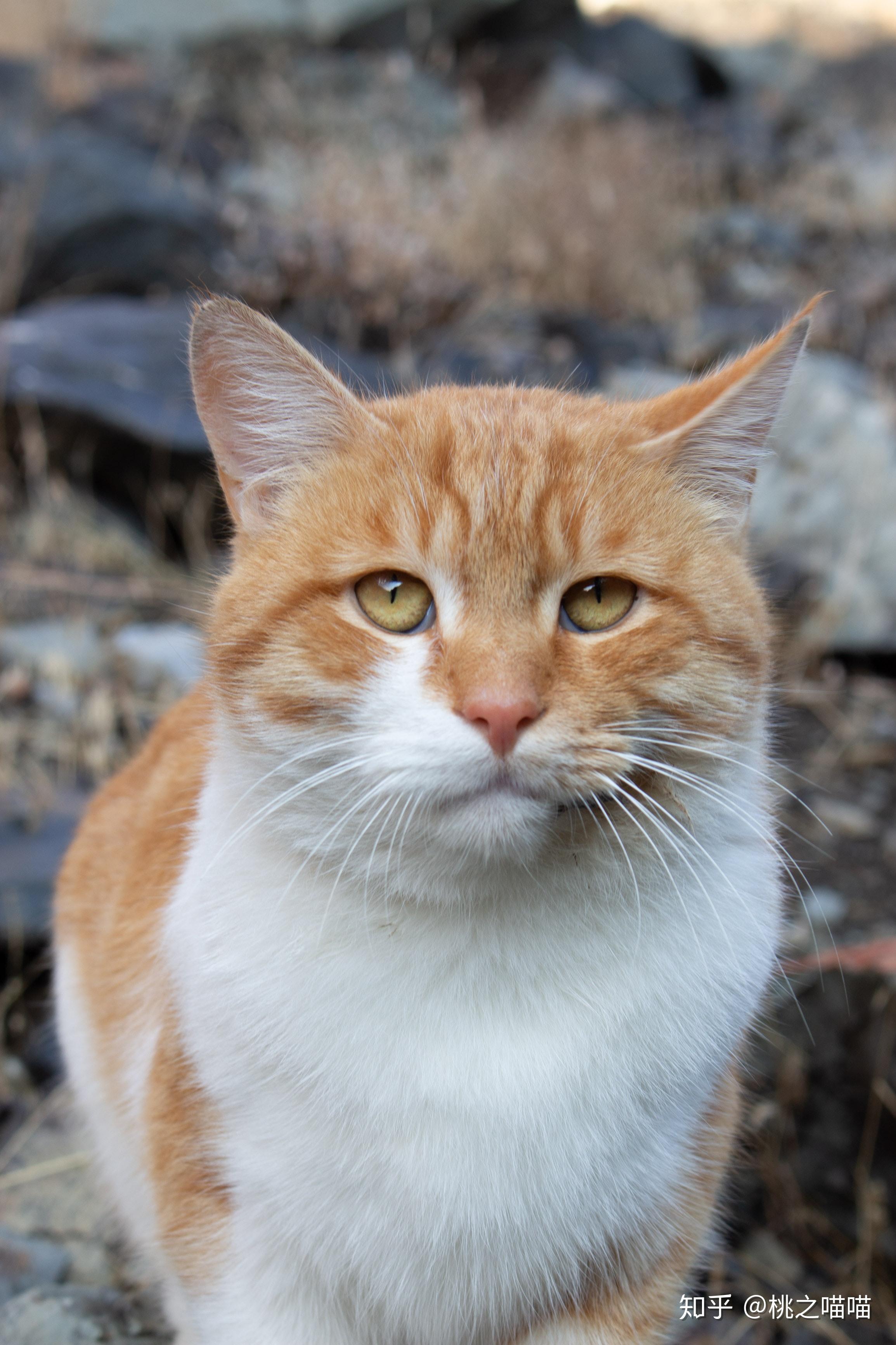 土猫(田园猫)真的没品种猫好看吗? - 知乎