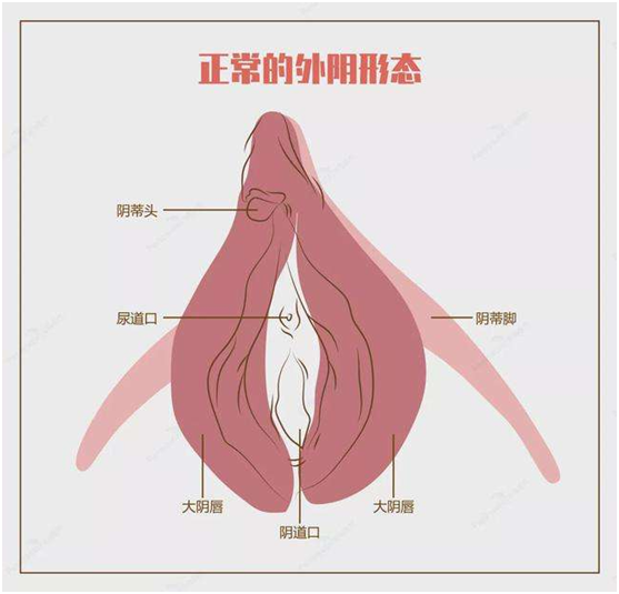 它包括大荫唇与小荫唇,就像两层"门户"保护着荫道口和尿道口不受感染