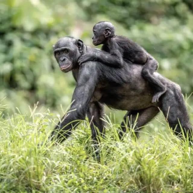 从进化论的角度怎么解释「新生儿行动力差，吐奶大哭」，这些习惯都不利于在野外生存吧？