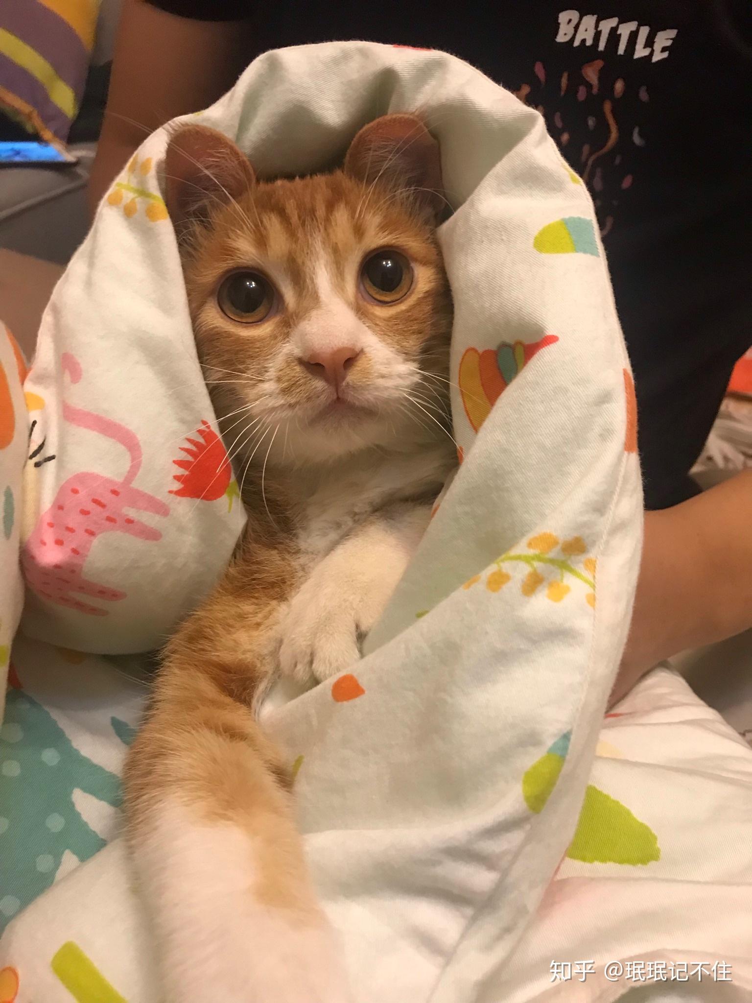 我家猫咪三个月多然后有什么推荐的猫粮吗我家这个有泪痕